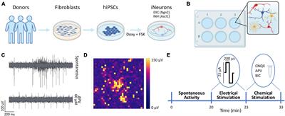 Electrical and chemical modulation of homogeneous and heterogeneous human-iPSCs-derived neuronal networks on high density arrays